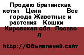 Продаю британских котят › Цена ­ 30 000 - Все города Животные и растения » Кошки   . Кировская обл.,Лосево д.